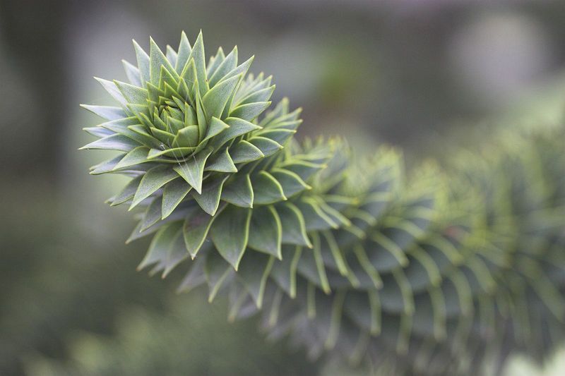 Araucaria Araucana (Monkey Puzzle Tree)