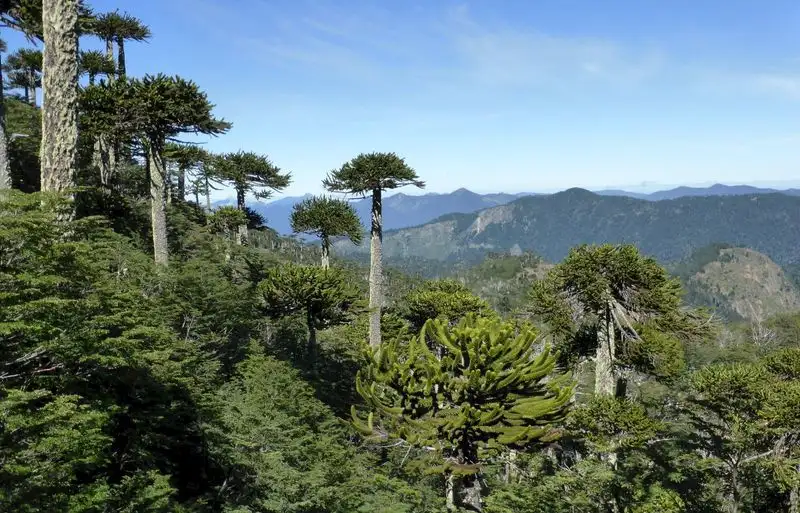 Araucaria araucana
