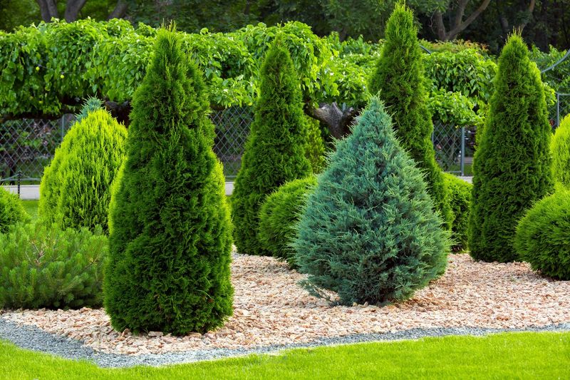 Arborvitae (Thuja)