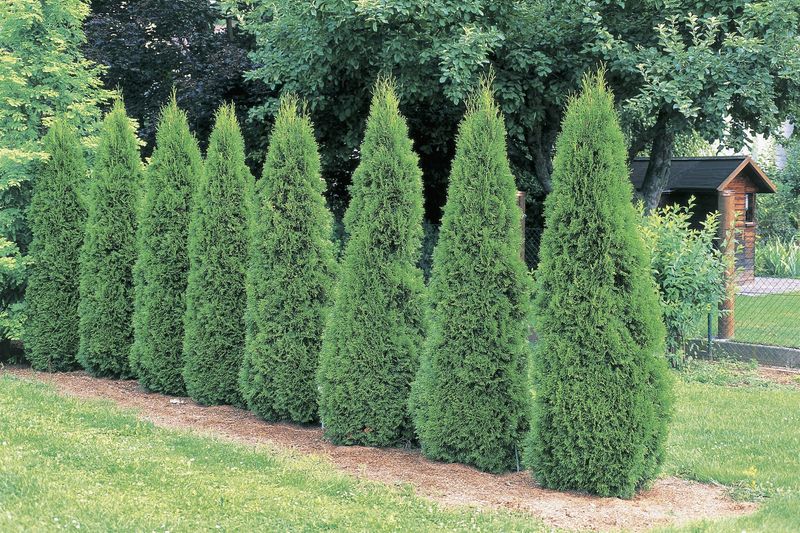 Arborvitae