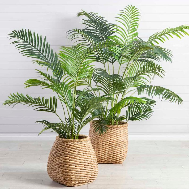 Areca Palm