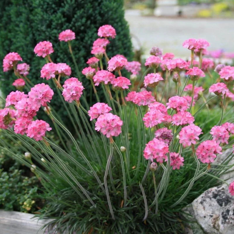 Armeria