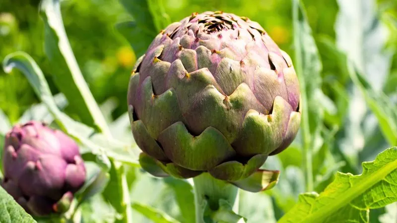 Artichoke