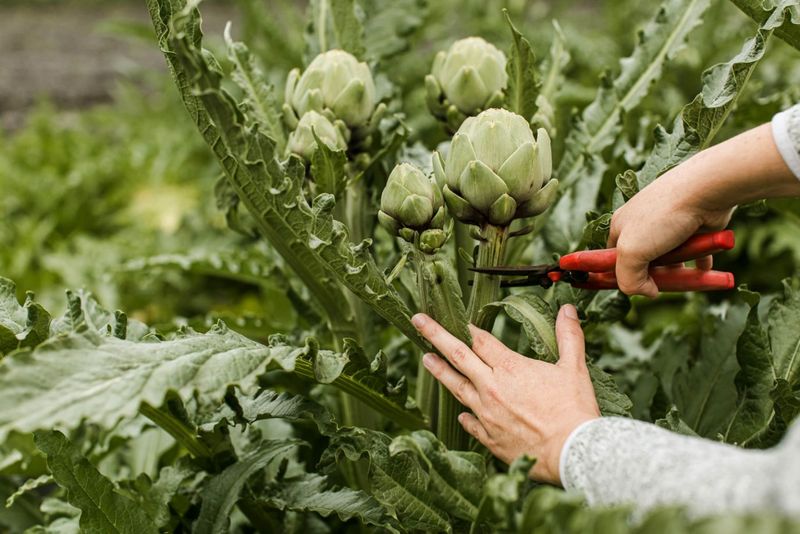 Artichoke