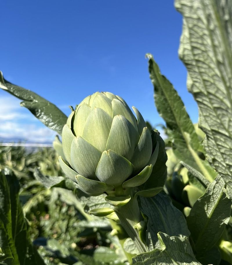 Artichokes