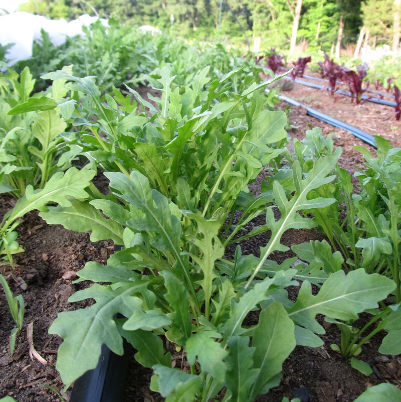 Arugula