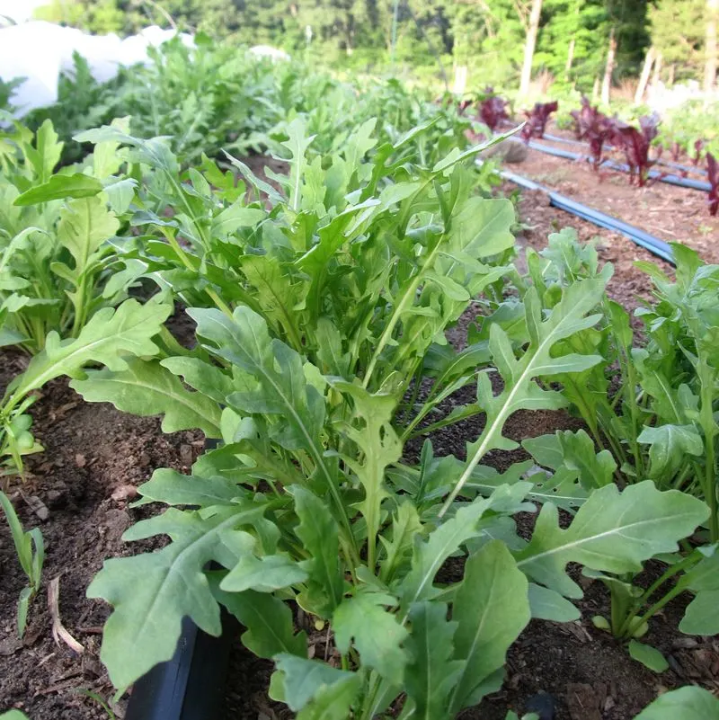 Arugula