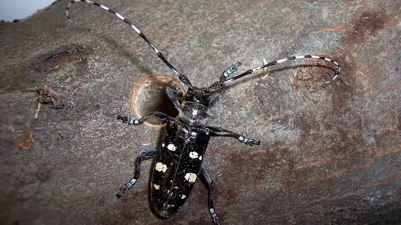 Asian Longhorned Beetle