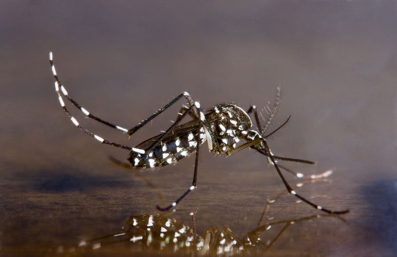 Asian Tiger Mosquito