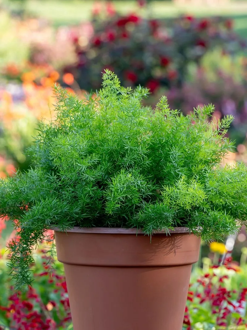 Asparagus Fern