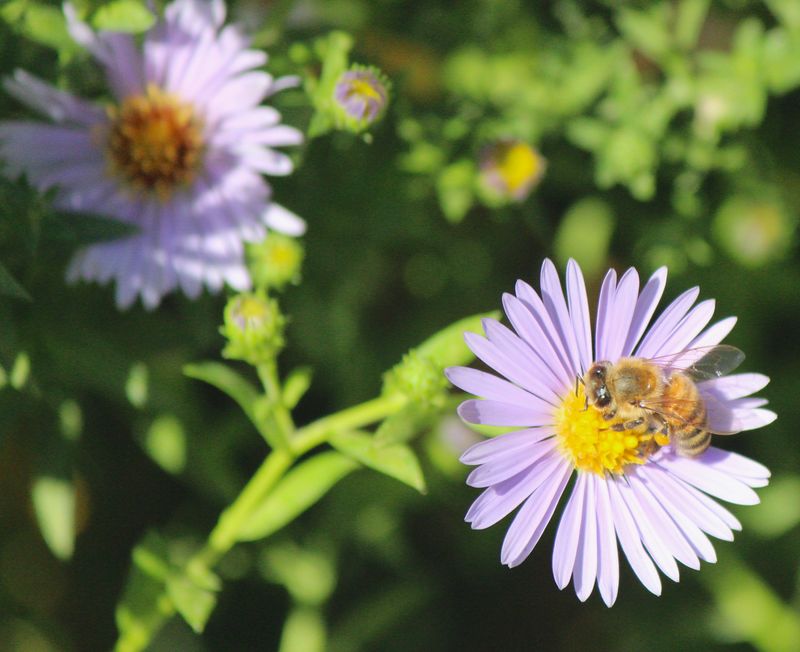 Asters