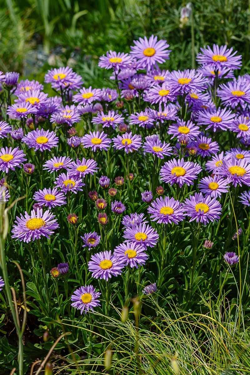 Asters