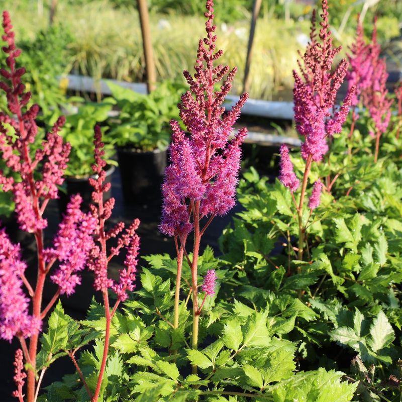 Astilbe