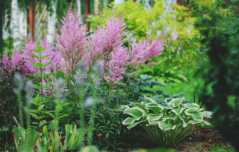 Astilbe