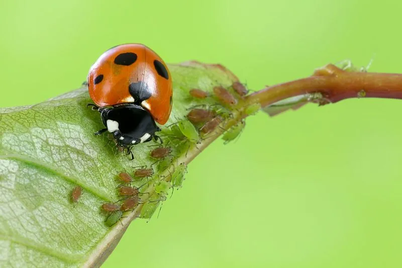 Attracting Beneficial Insects