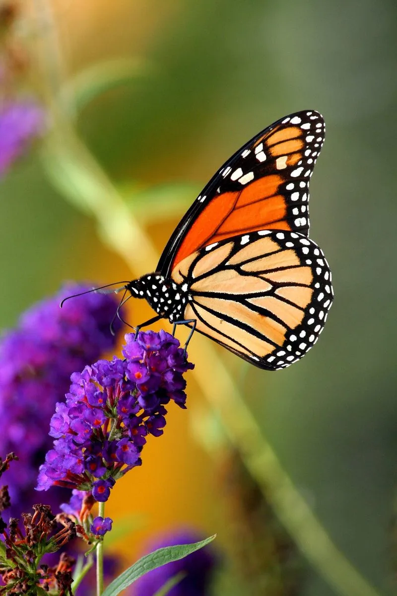 Attracting Pollinators