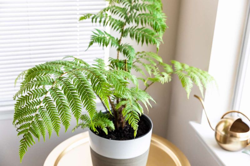 Australian Tree Fern