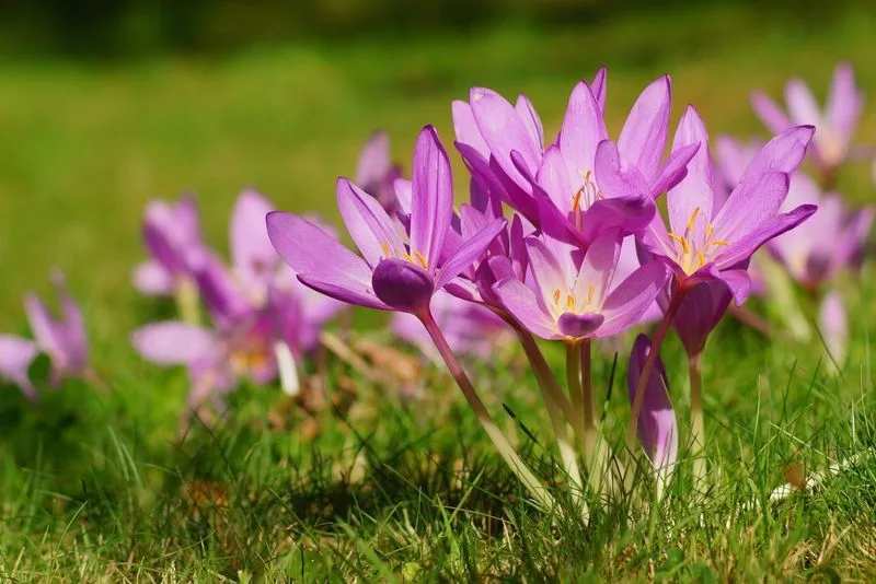 Autumn Crocus