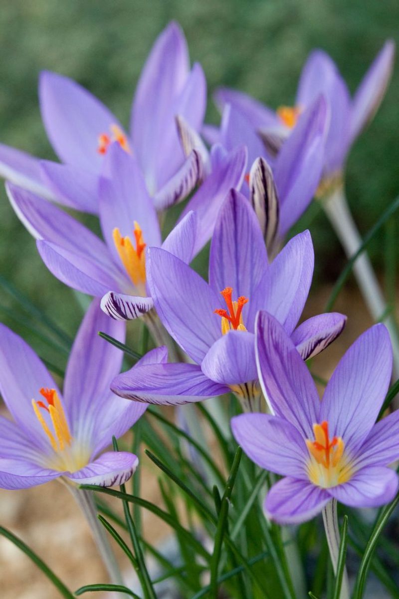 Autumn Crocus