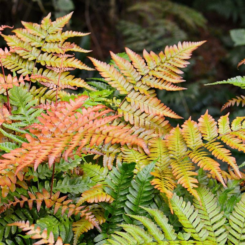 Autumn Fern