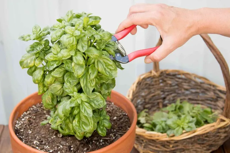 Avoid Pruning During Heat Waves