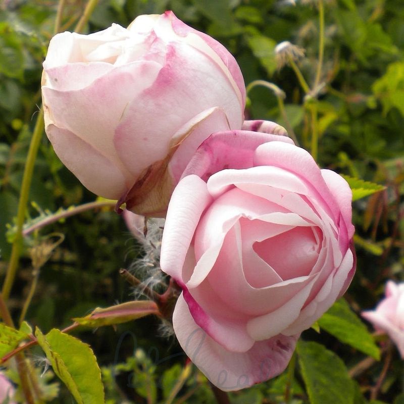 Ayrshire Rose