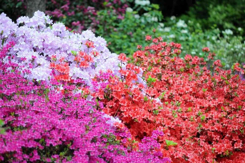 Azalea