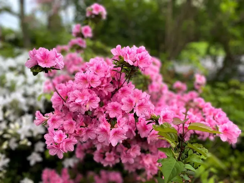 Azalea