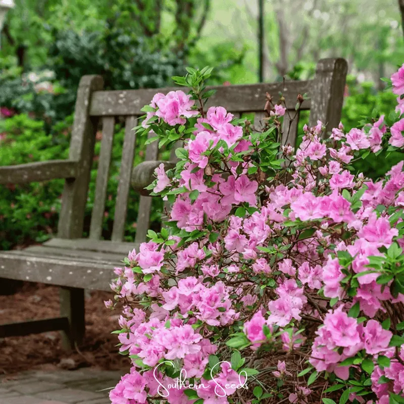 Azalea