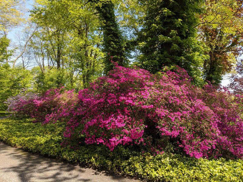 Azaleas