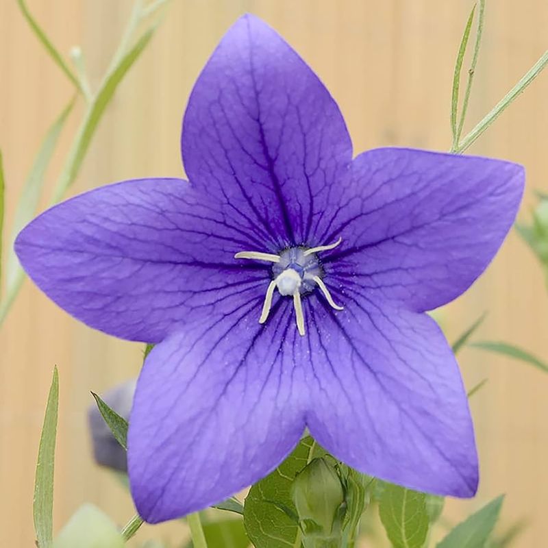 Balloon Flower (Platycodon)