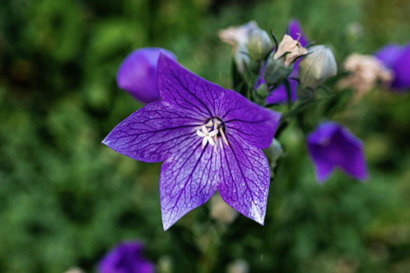 Balloon Flower