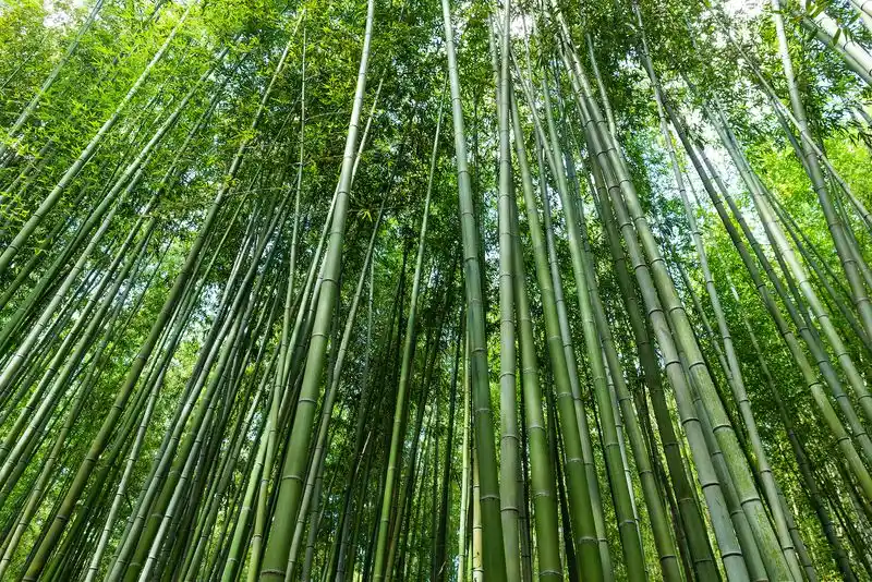 Bamboo