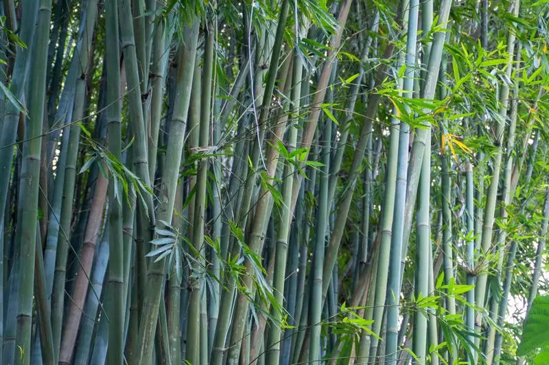 Bamboo