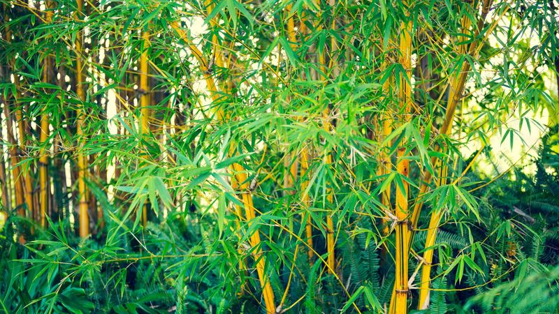 Bamboo