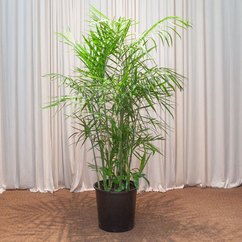 Bamboo Palm