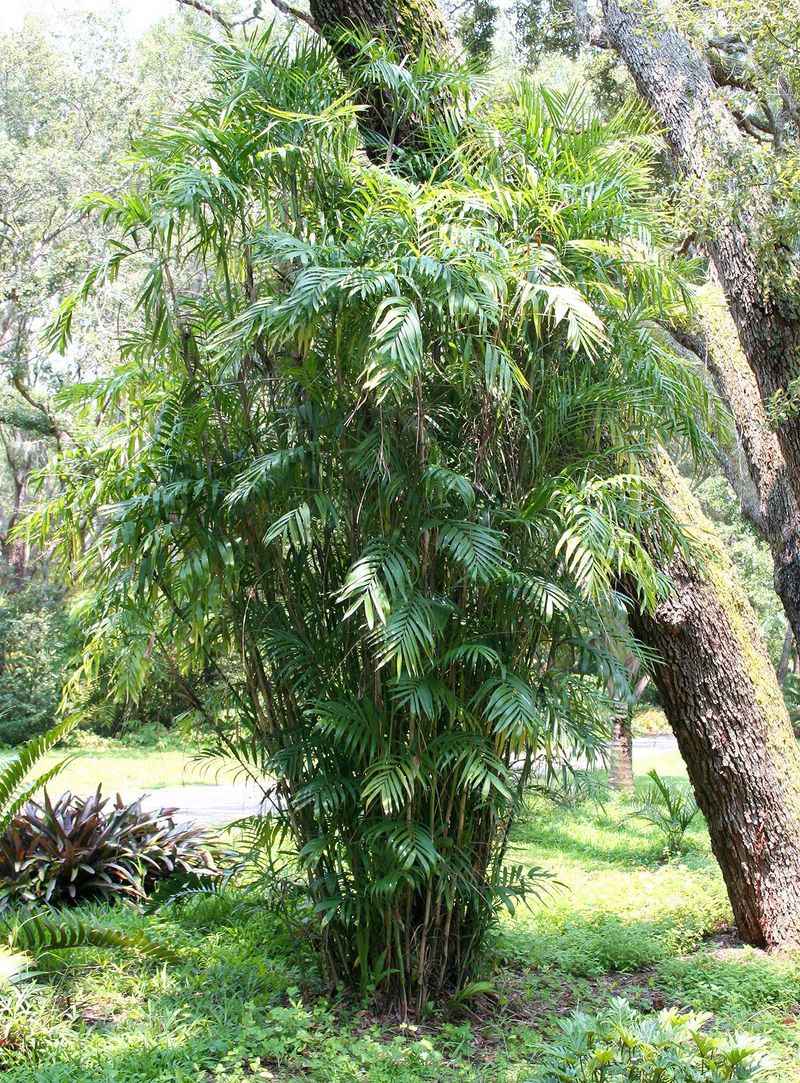 Bamboo Palm