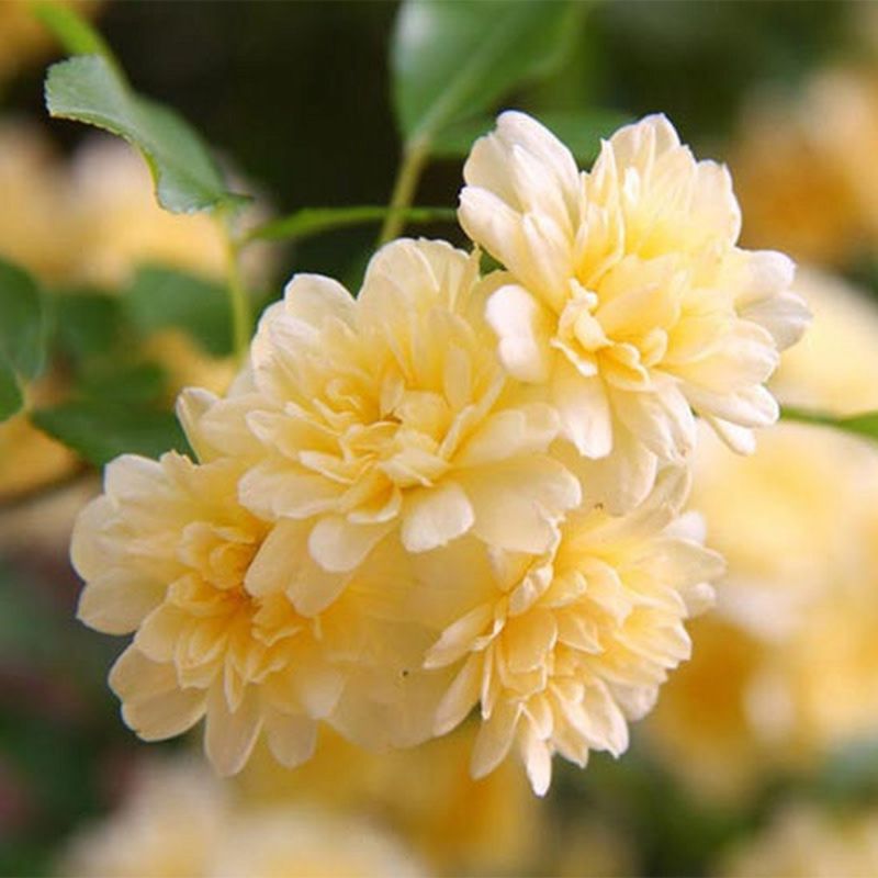 Banksia Rose