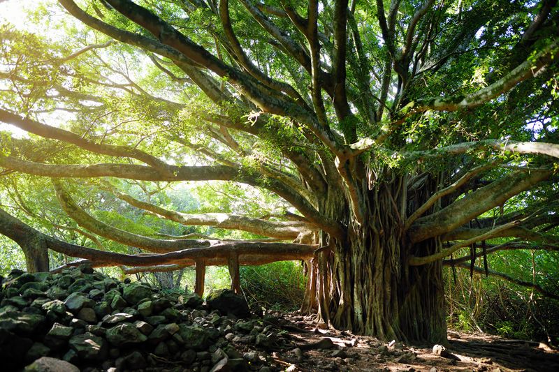 Banyan Tree