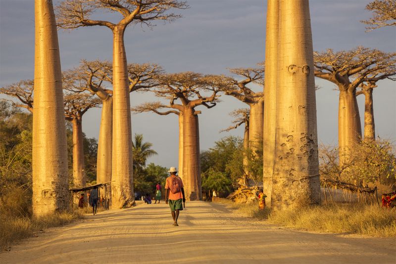 Baobab Tree