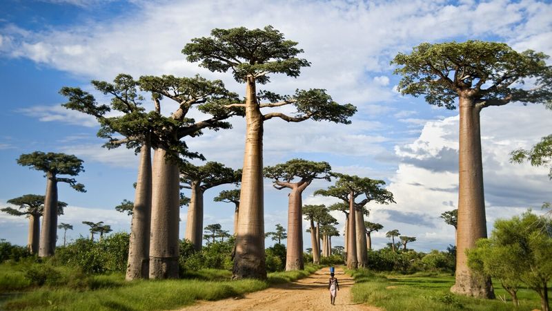 Baobab Tree