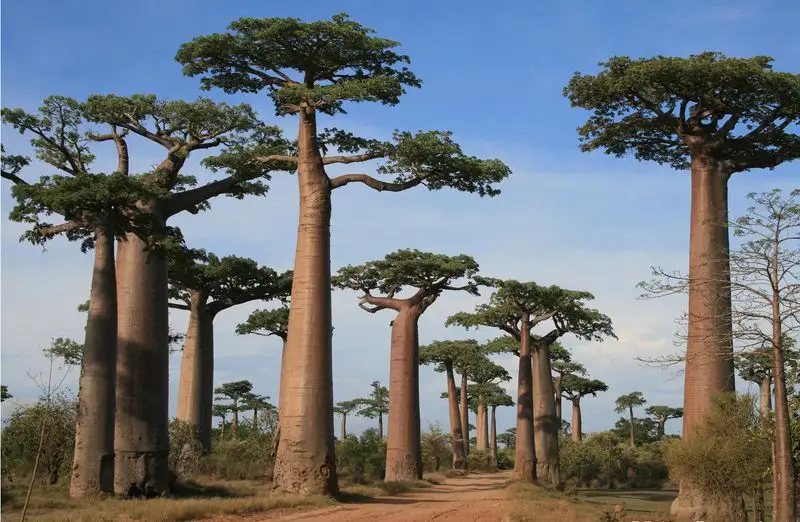 Baobab of Madagascar