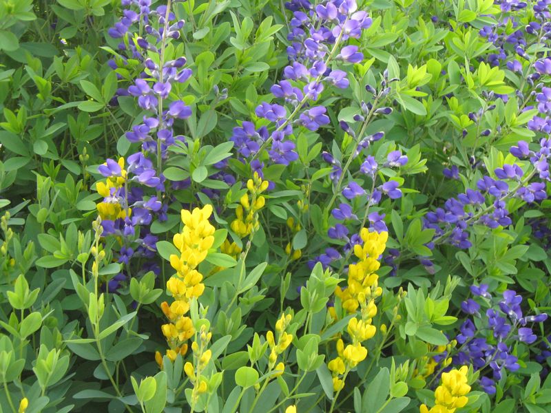 Baptisia