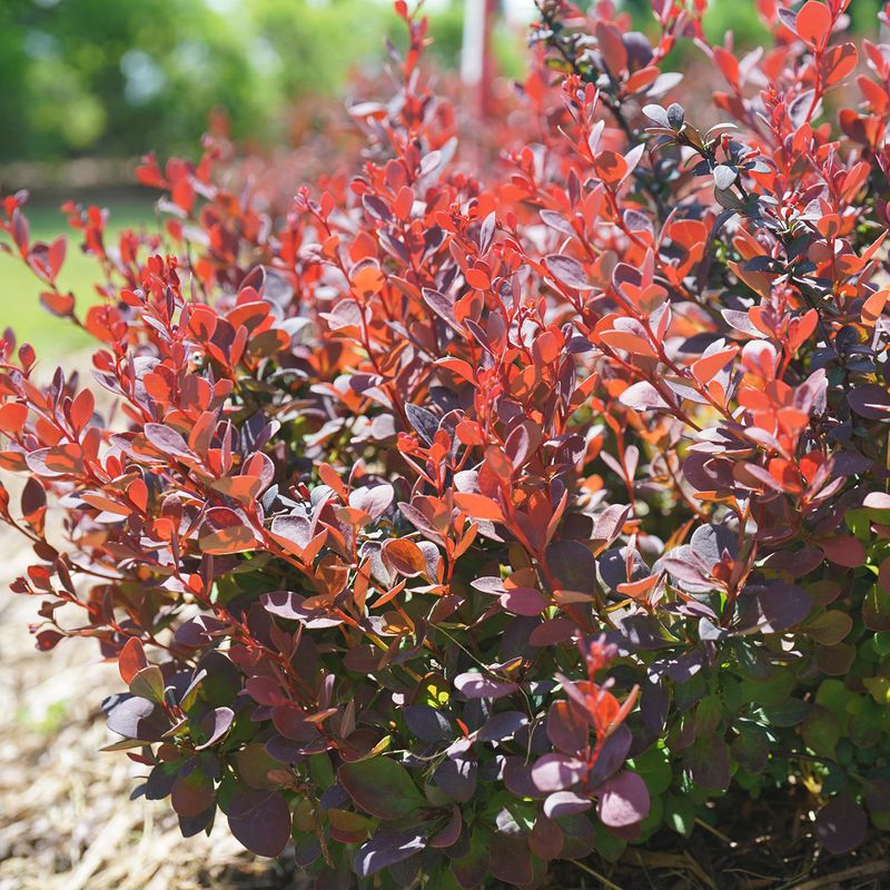 Barberry (Berberis)