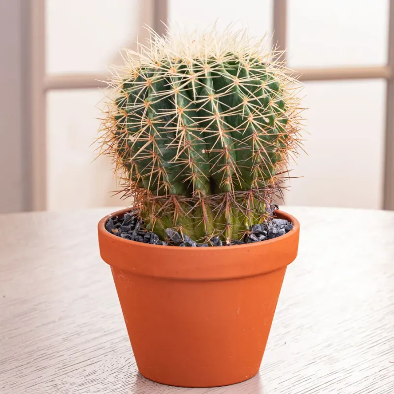 Barrel Cactus