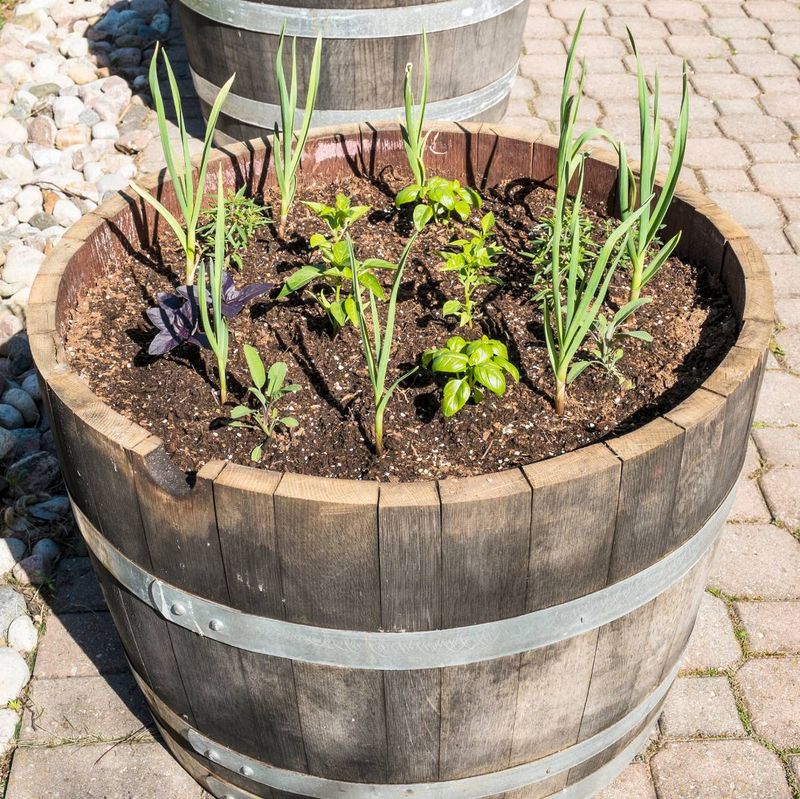 Barrel Herb Garden