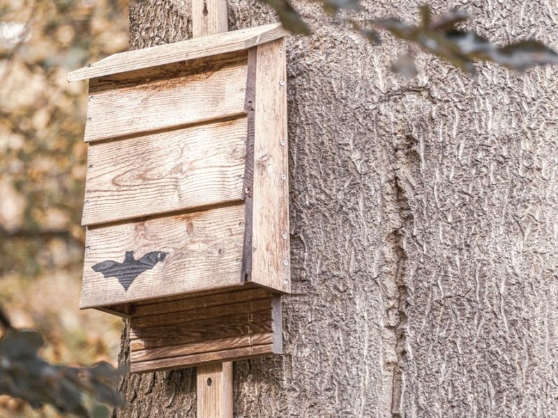 Bat Boxes