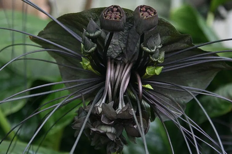 Bat Flower