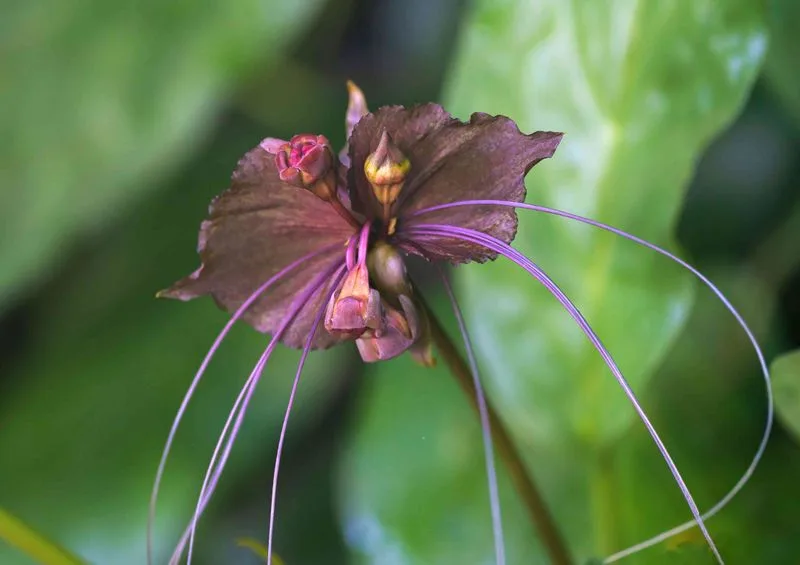 Bat Flower (Tacca chantrieri)