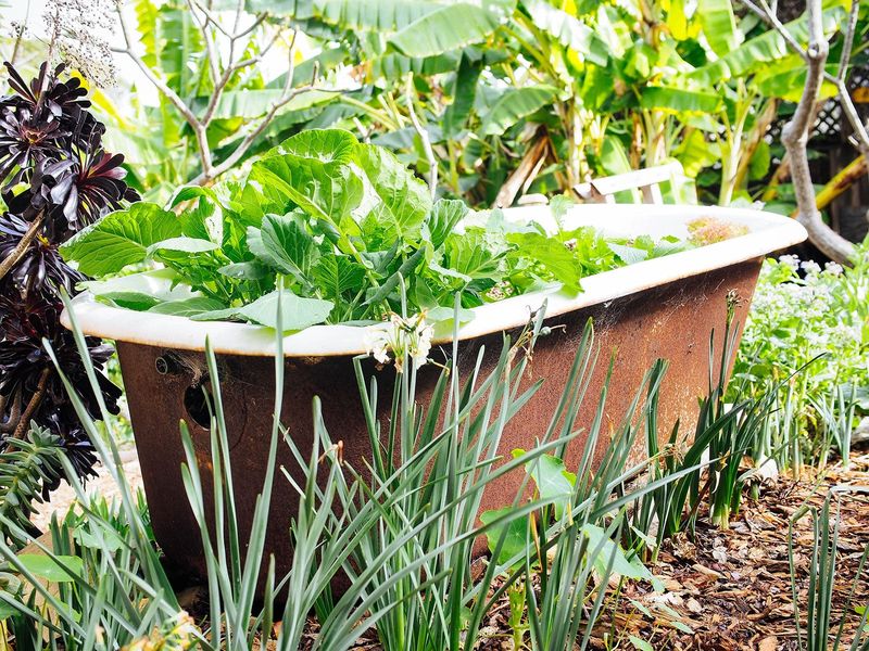 Bathtub Planter